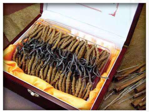 互助冬虫夏草回收